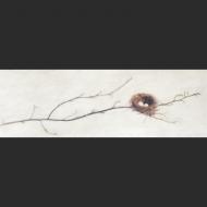 Raquel Edwards : Out On A Limb