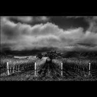 Jason Romero : Lost Crop