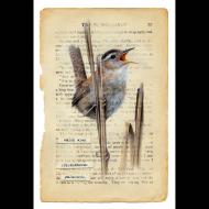 Catherine Alexander: Marsh Wren