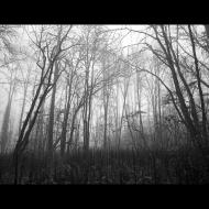 Ron Dobrowski: Forest in Fog