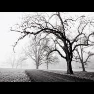 Ron Dobrowski: Savannah Oaks Trail