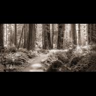 Marty Hulsebos: Luminous Redwood Forest