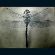 Micheal Paul Cole: Dragon Fly