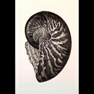 Janice Bond: Nautilus