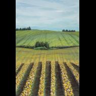 Ann Munson: Yellow Tulip Fields