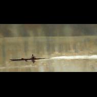 Rodgers Naylor: Early Morning Row