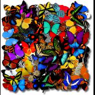 Jennifer Ivory: And They Danced!