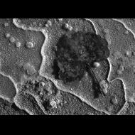 Rich Caramadre: Geyser Leaf
