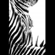 Jerry Hogrewe: Zebra