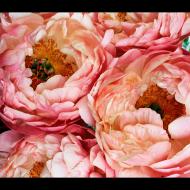 Randy Dana: Coral Peonies