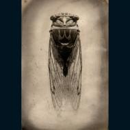 Micheal Paul Cole: Cicada