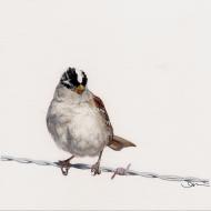 Annie Moorhead: white-crowned sparrow