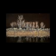 Fred Mertz: cottonwood reflections