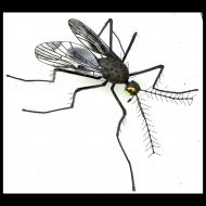 Sean Goddard: Large Mosquito 2021