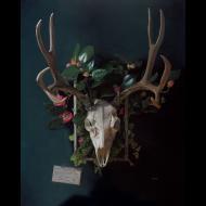 Jason Blackburn: Mule deer skull w/camellias