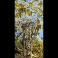 Lily Crowder: Natural Bridges Eucalyptus