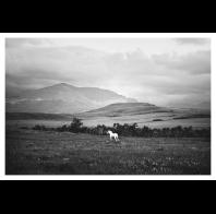 Gabby Hanley: White Horse