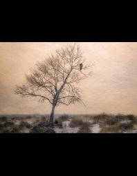 Dana Echols: Red Tail Hawk Morning