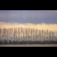 Dana Echols: Tree Line