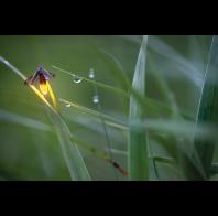 Radim Schreiber: Amber Firefly