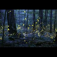 Radim Schreiber: Gathering of Souls