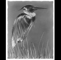 Graham Schodda: Wading Great Blue Heron