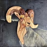 Heather Kolbo: Vigor - Bighorn Sheep