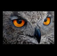 YanFang Inlow: Piercing Gaze