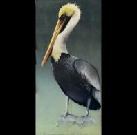 Sylvia Gonzalez: Pelican