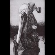Steve Nowatzki: Janus Bird
