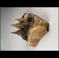 Uli Kirchler: CityBox Maple Burl