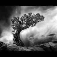 Patrick Brandenburg: Windswept Juniper