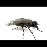 Sean Goddard: Horsefly